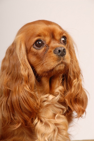 Fanny des Palatines du Roy