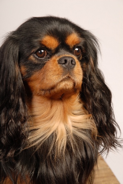 CH. Fashion des Palatines du Roy